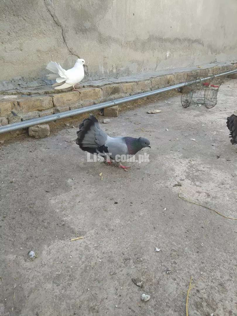 Lucky Pigeon