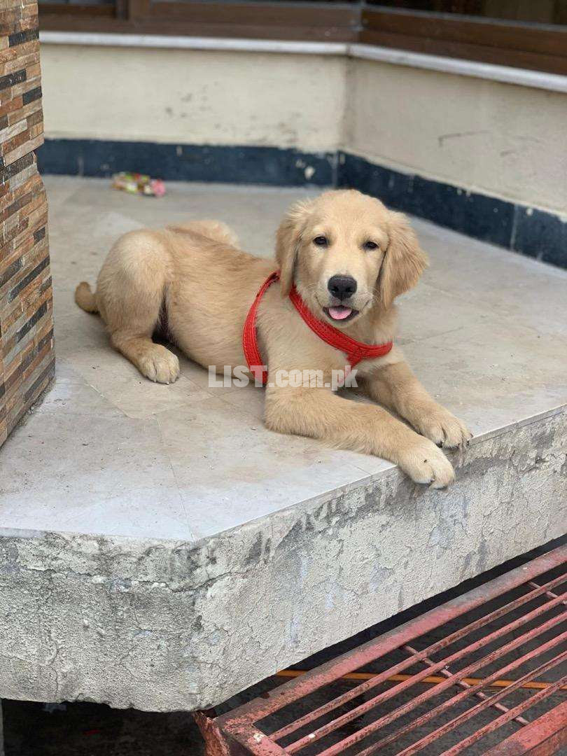 Top class & pedigree golden retriever male pup available