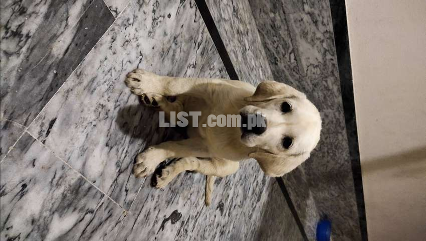 Male female active and healthy dogs and 3 months age urgent sell