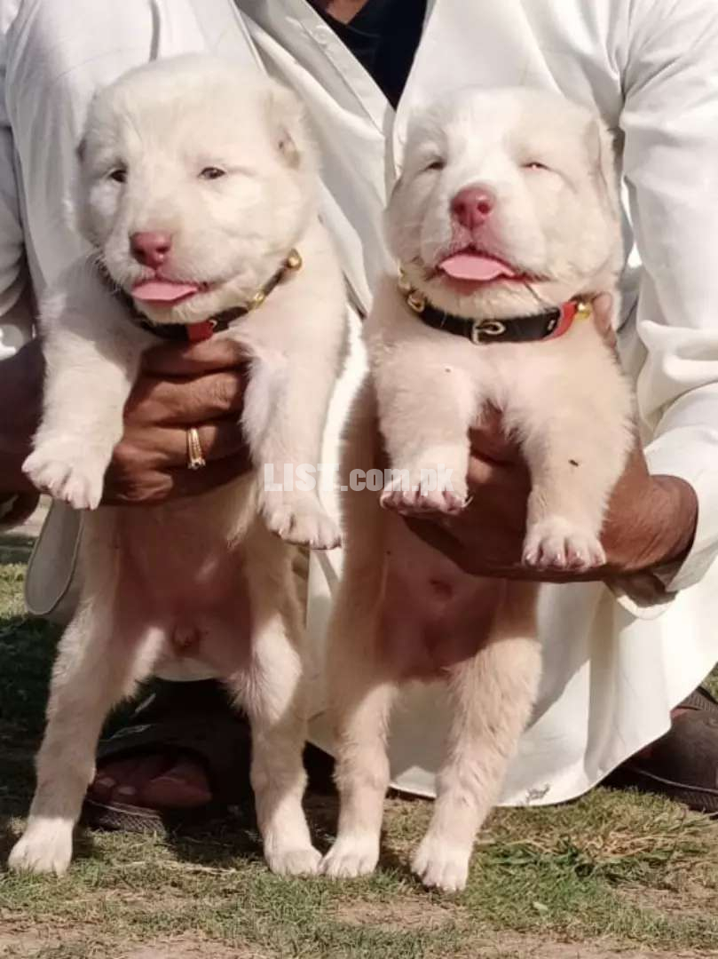 Pawar White alabai male or female 55day for sale