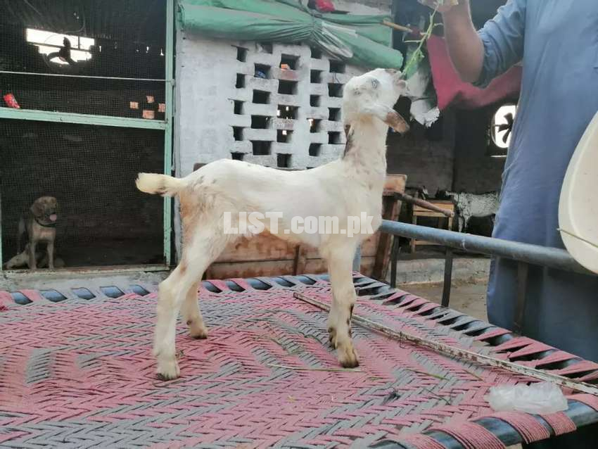 Goat baby female ha 6000f