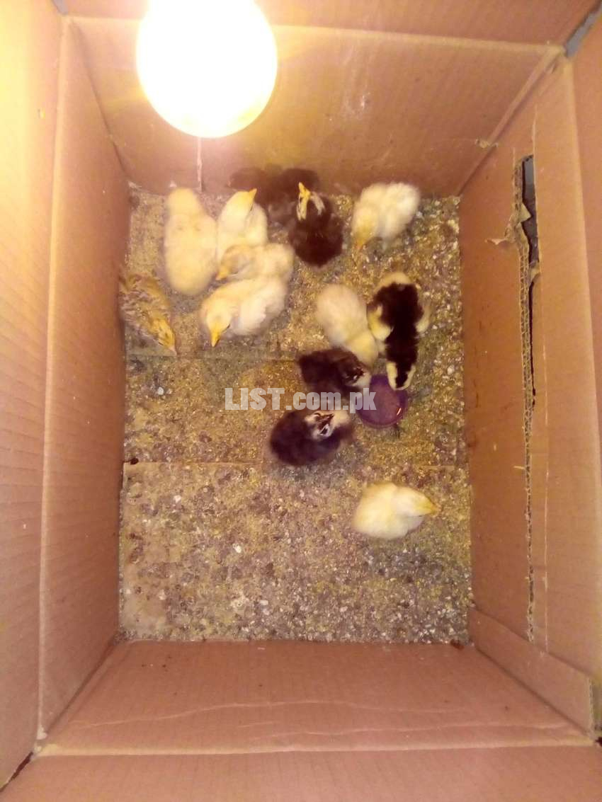 White Bentum & Black Bentum Chick1 to 2 Weeks age