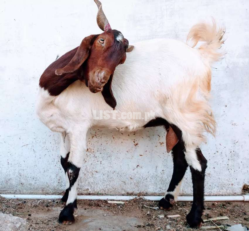 Masha Allah kamori gabban bakri (pregnant goat)
