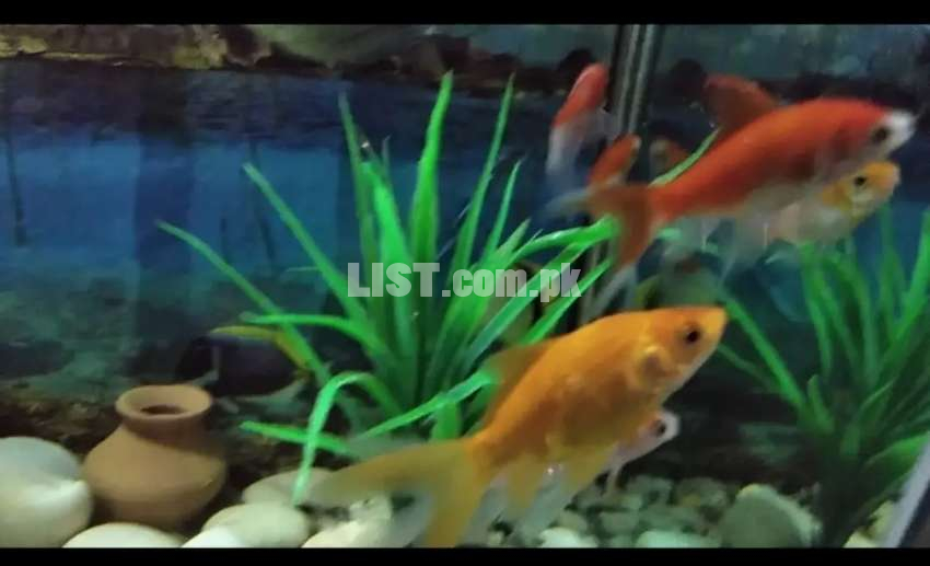 Shipping kin fishes for sale in attractive colours..