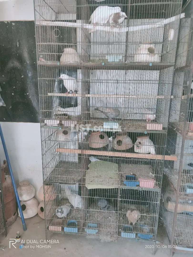 For sale birds cages