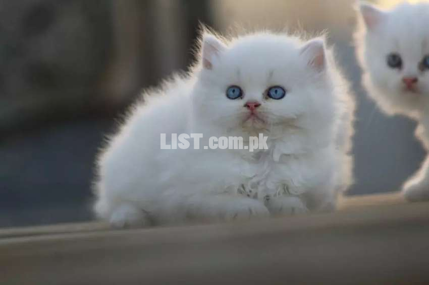 Persian Kittens (Free Delivery & Basket Gift)