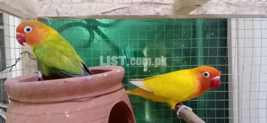 Love bird pair for sale with cage and kuja