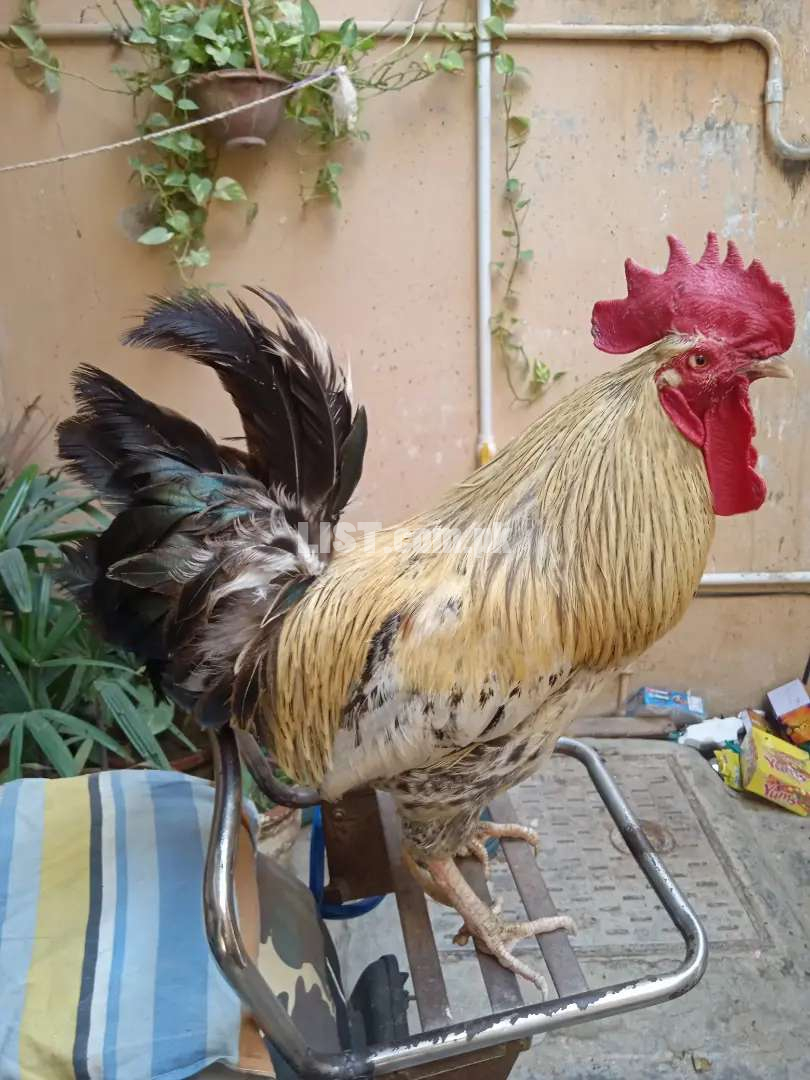 Strong Java Aseel Desi Murga Rooster for sale