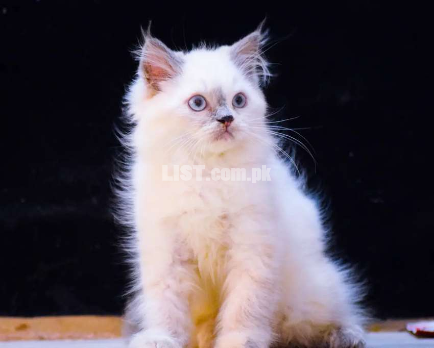 White Persion female kitten