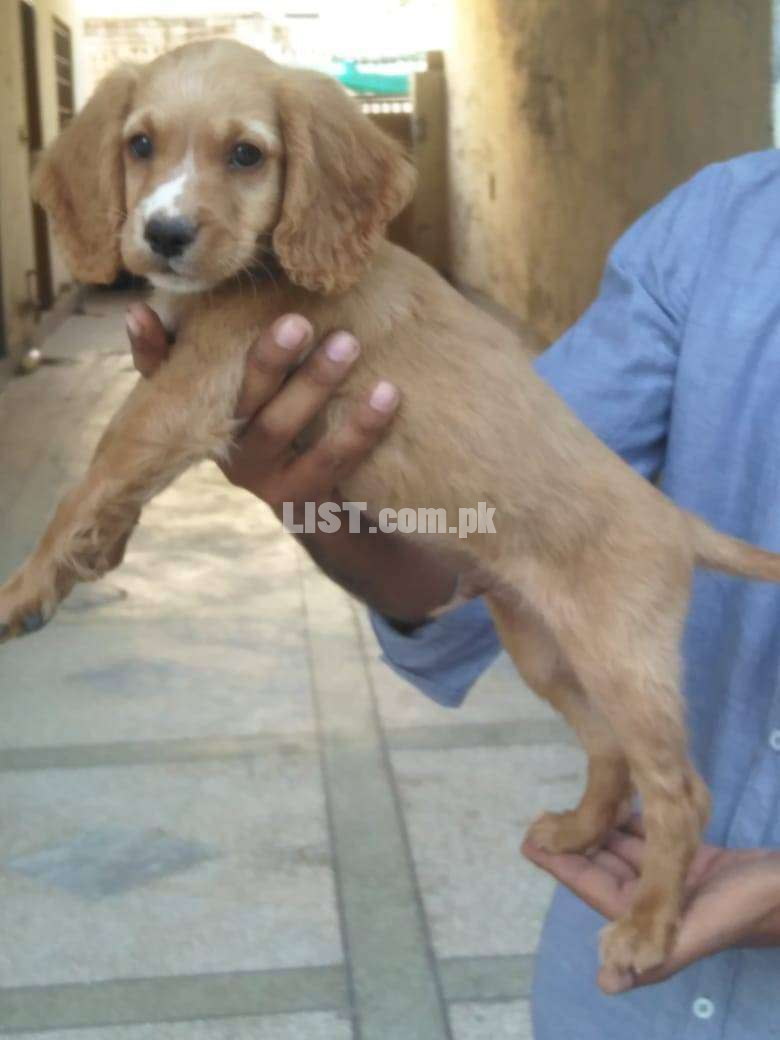 Rate colour Male Puppy of Cocker spaniel