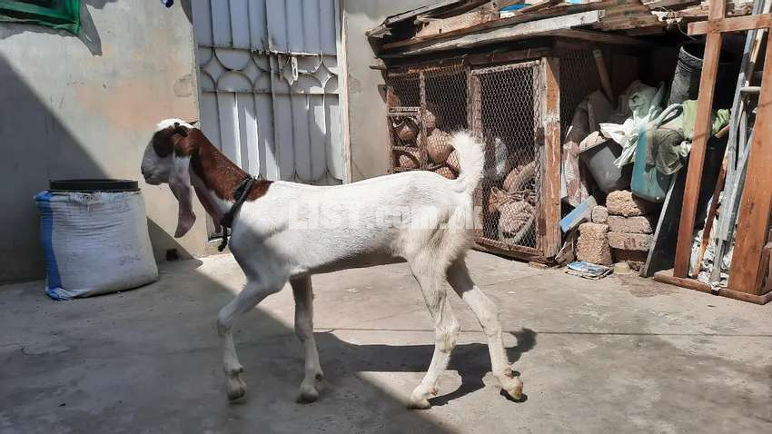 4 Months Female Goat for Sale
