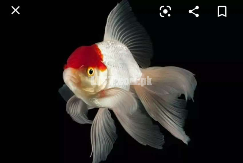 White oranda goldfish red cap goldfish