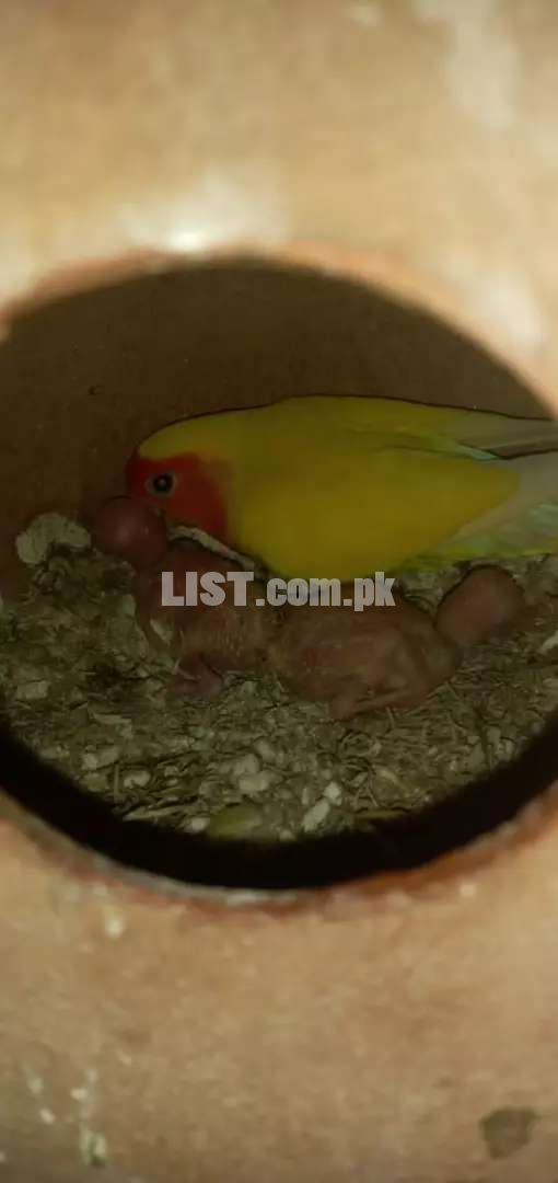 Lotino breeder pair 2 chick active n healthy acha breeder pair hai ...