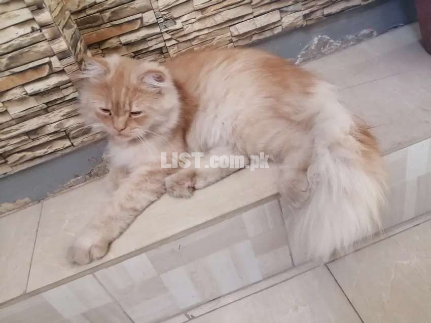 Persion cat (15 month age female)