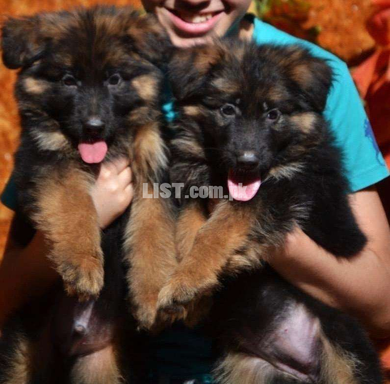 Highly pedigree long coated german shepherd puppies available