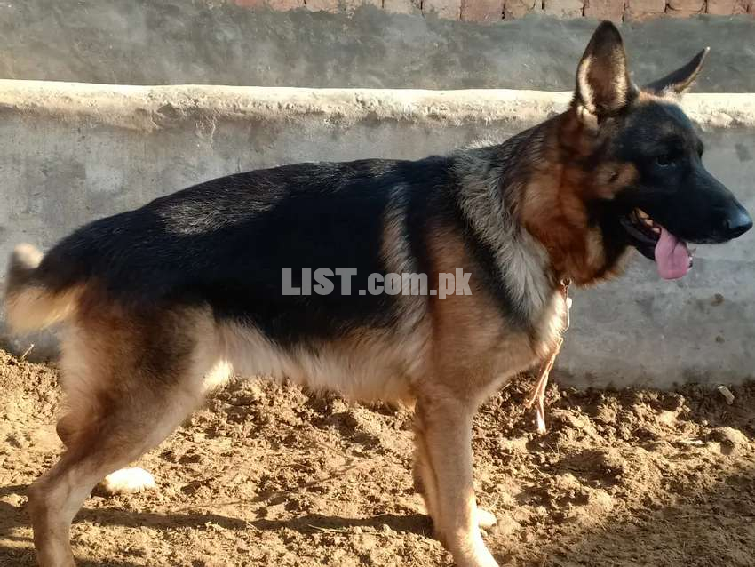 GSD male 1 year old