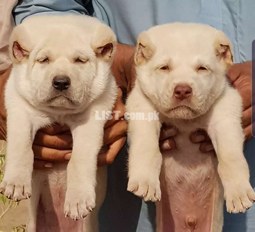 Alabai security dog male and female age 2 months for sale