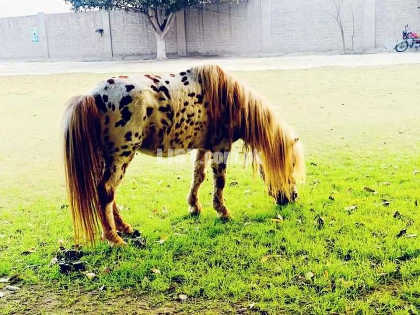 Pony Horse