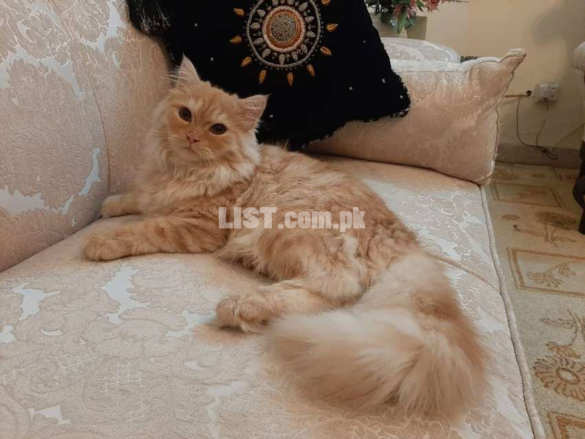 Persian Kitten. Beige color(light brown)