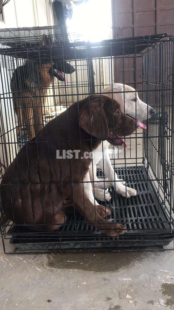 Chocolate Labrador puppy pedigreed from imported parents