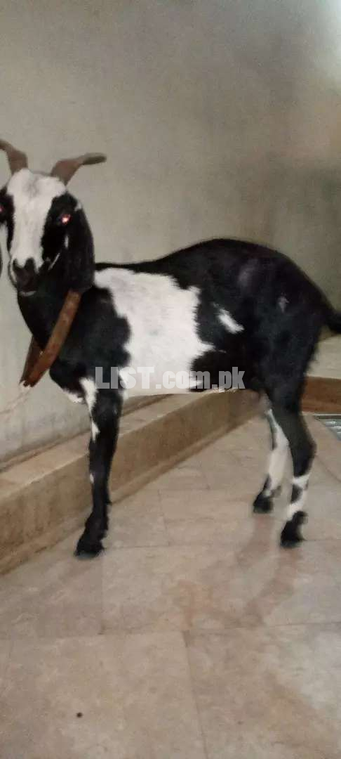 Goat female Milk 500ml Pr day