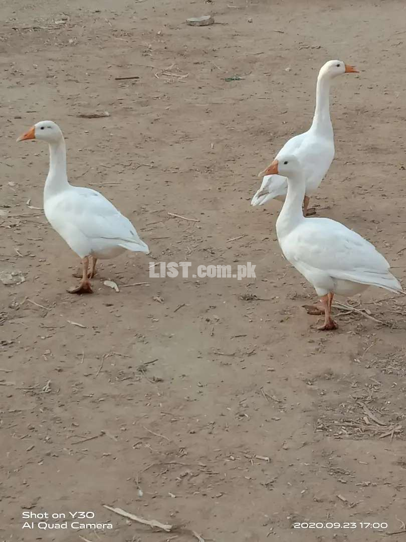 3duck for sale