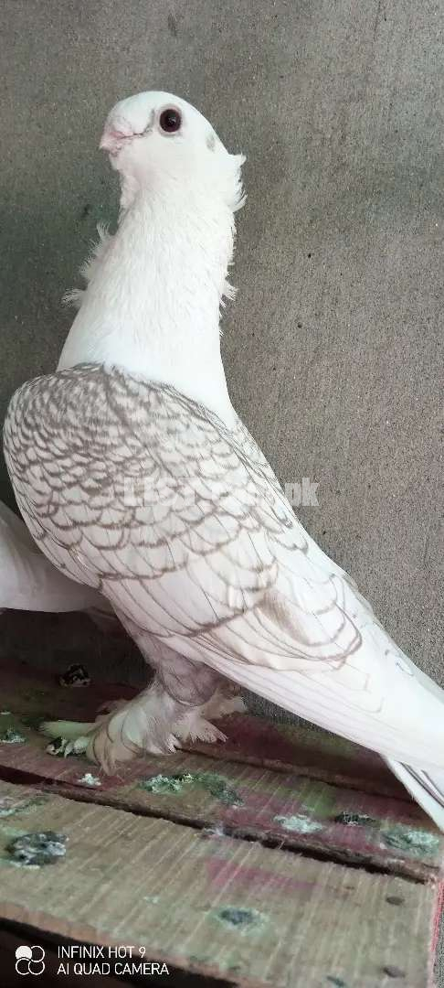 Pigeon satenate male breeder