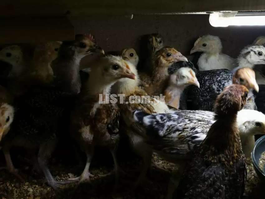 Desi Chicks (females)-4 Month Old - Great for organic egg production