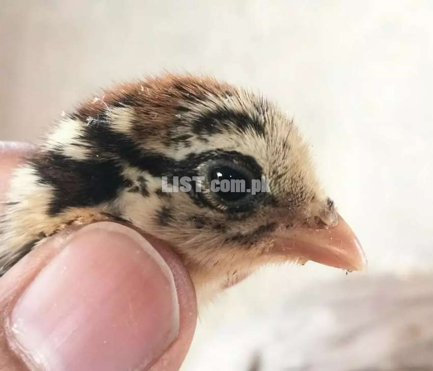 Shamo vet chicks for sale