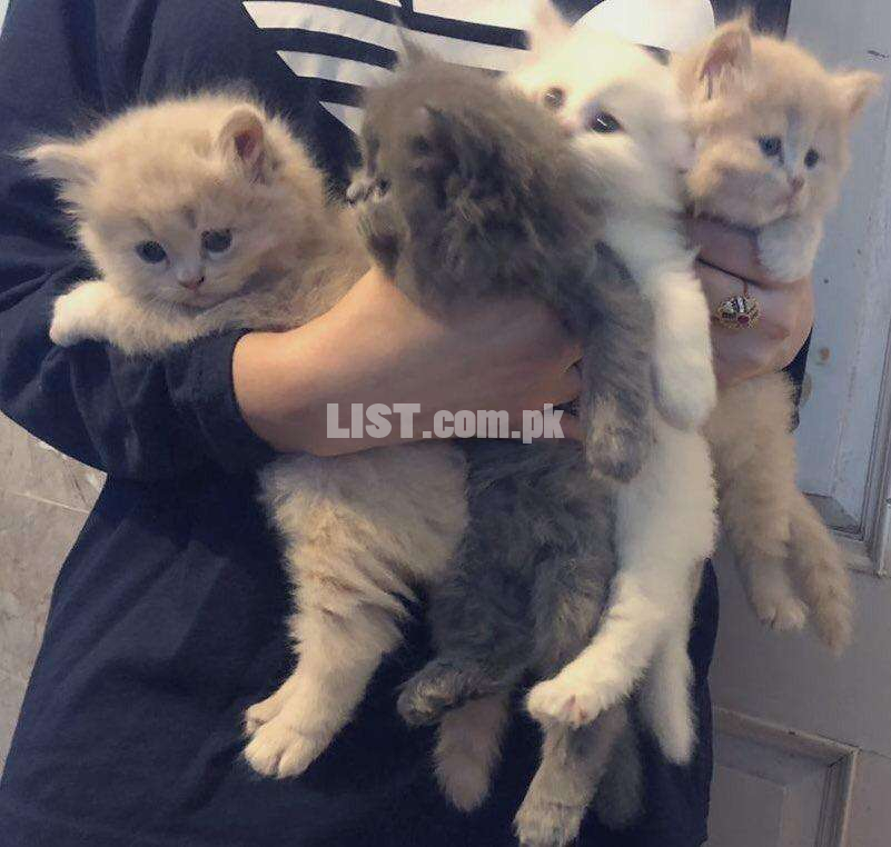 Original Persian Triple coated kittens