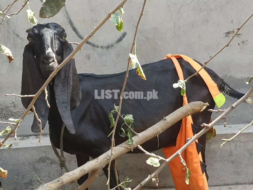 Desi Goat for sale