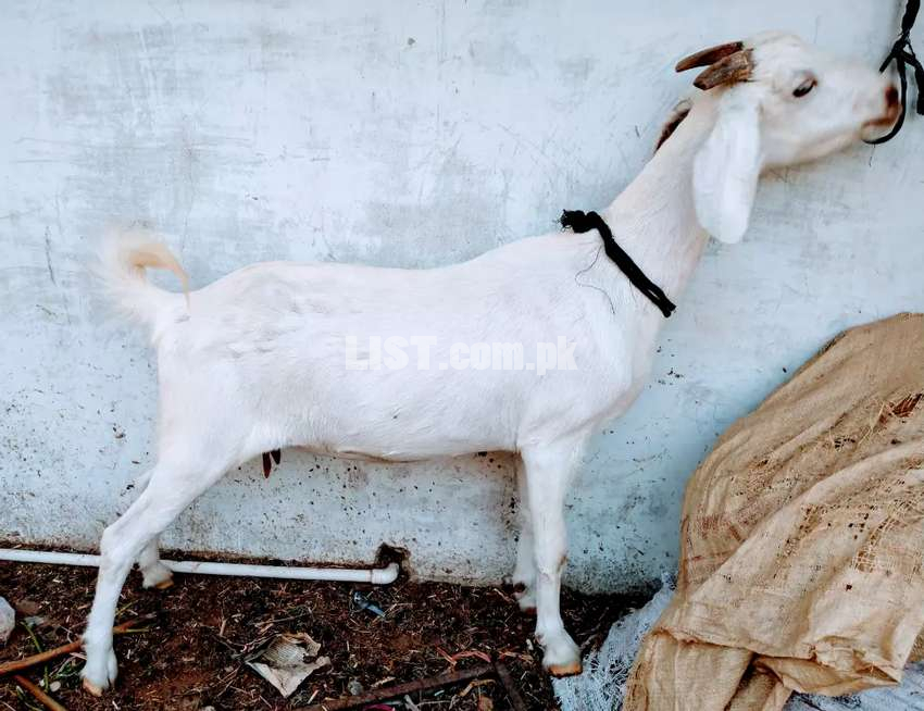 Masha Allah gabban bakri Bangalan nasal (pregnant goat)