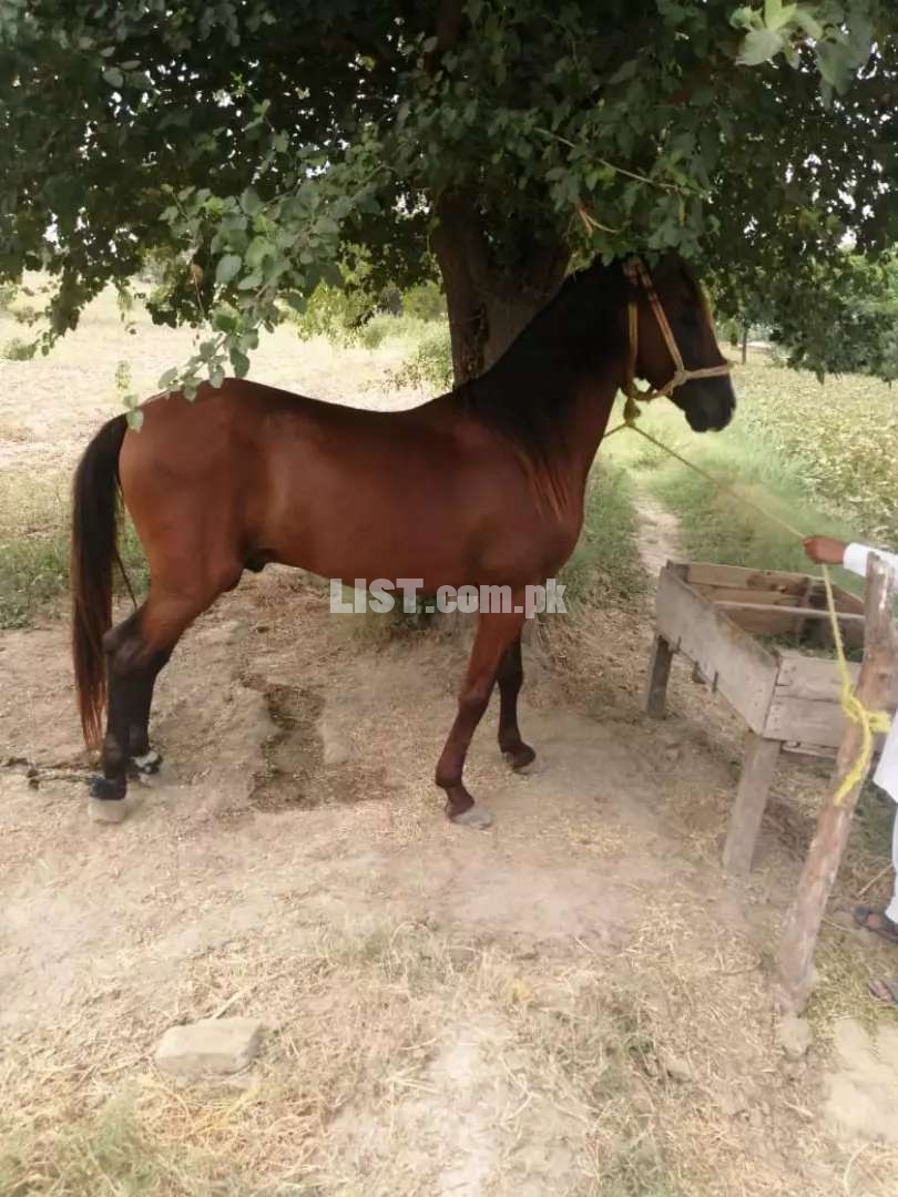 Pure Desi Female horse chal baaz