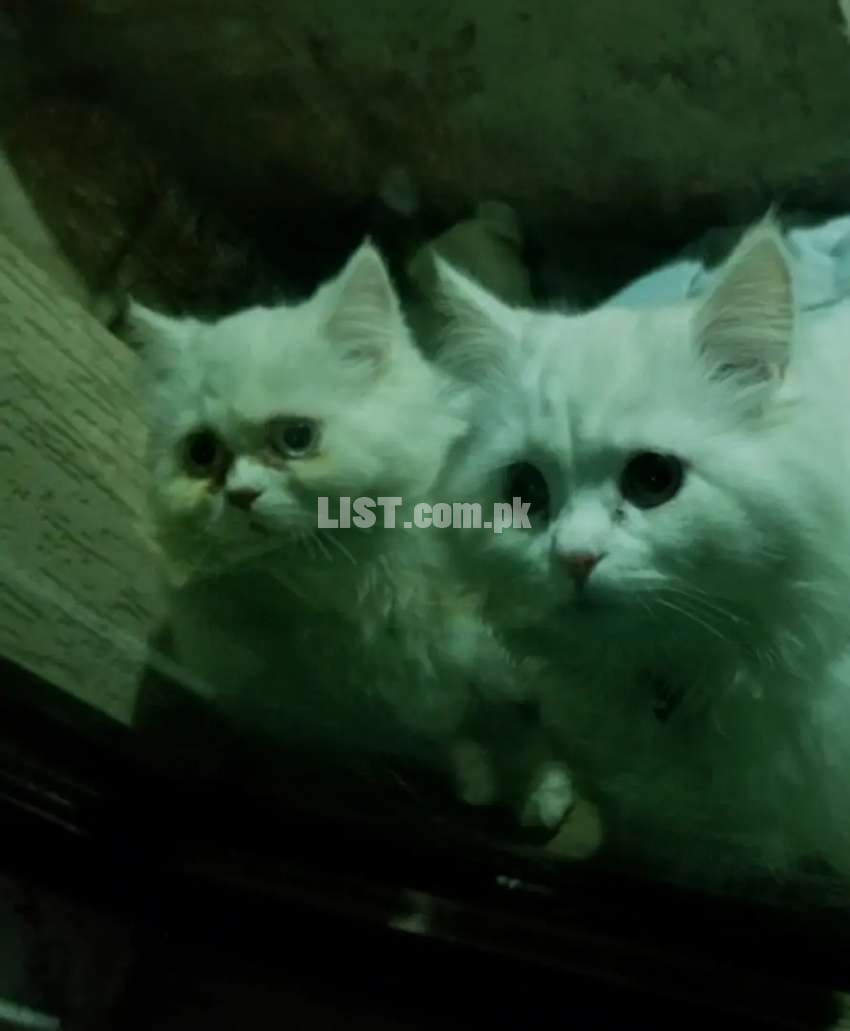 Stud Persian Male Cat for sale