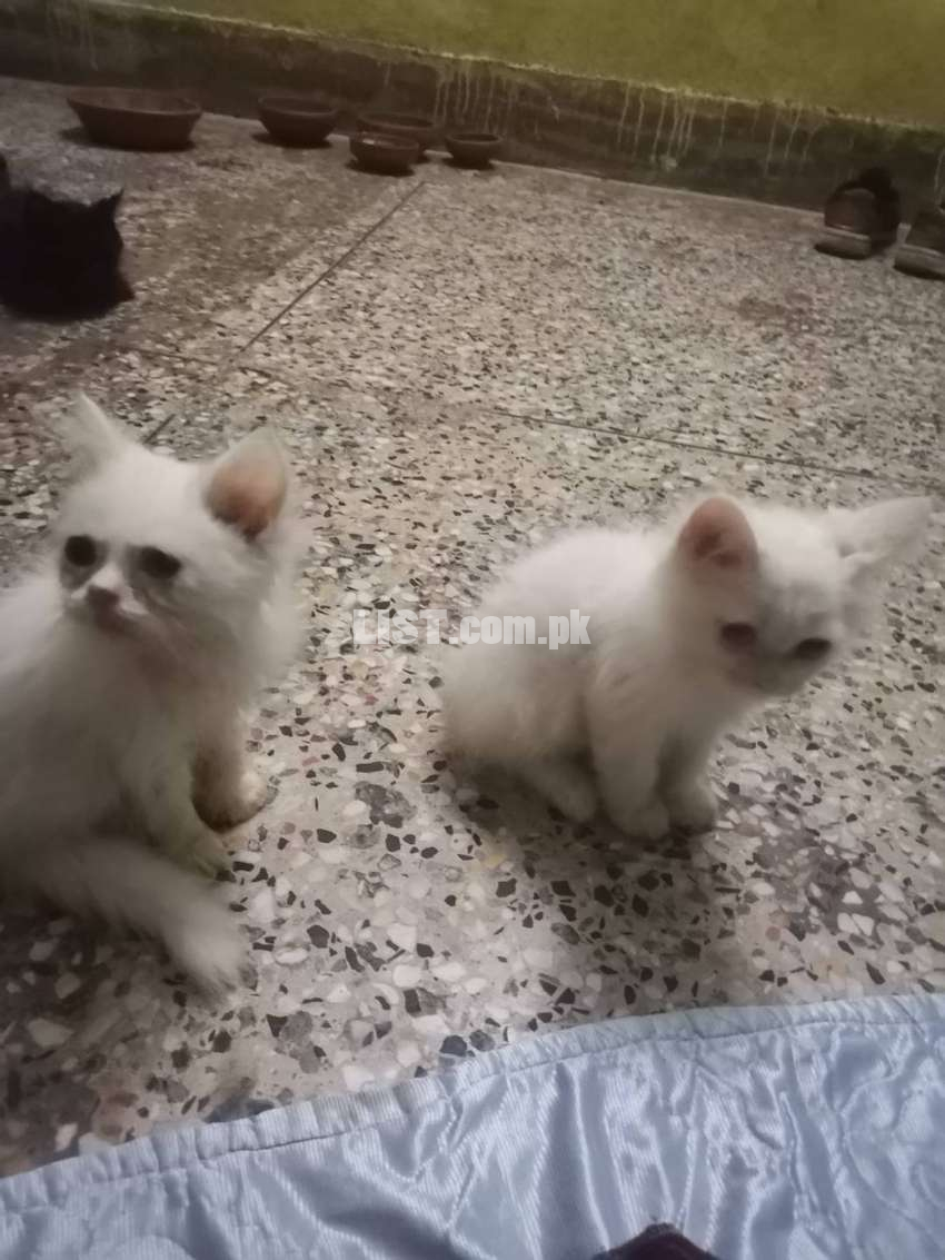 Persion kitten triple coded