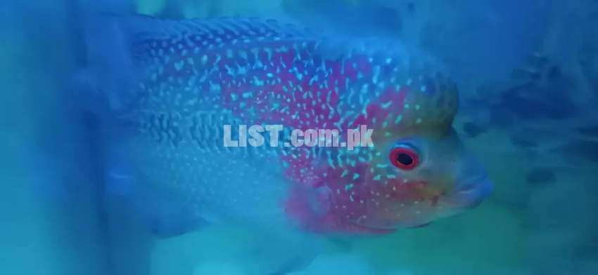 Flowerhorn male srd for sale size 7.5 inches