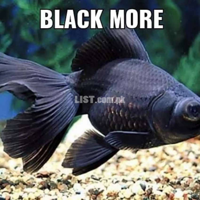 Black more