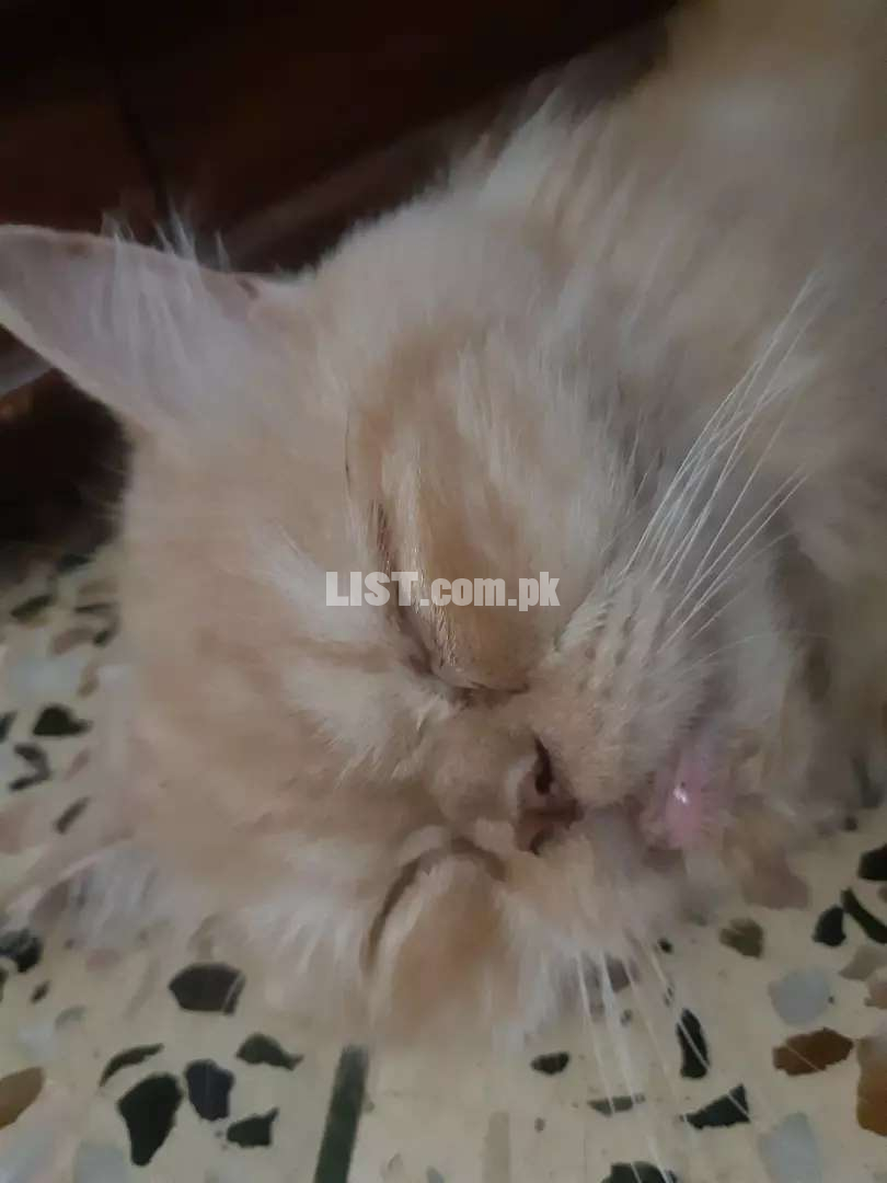 Punch face Persian female cat