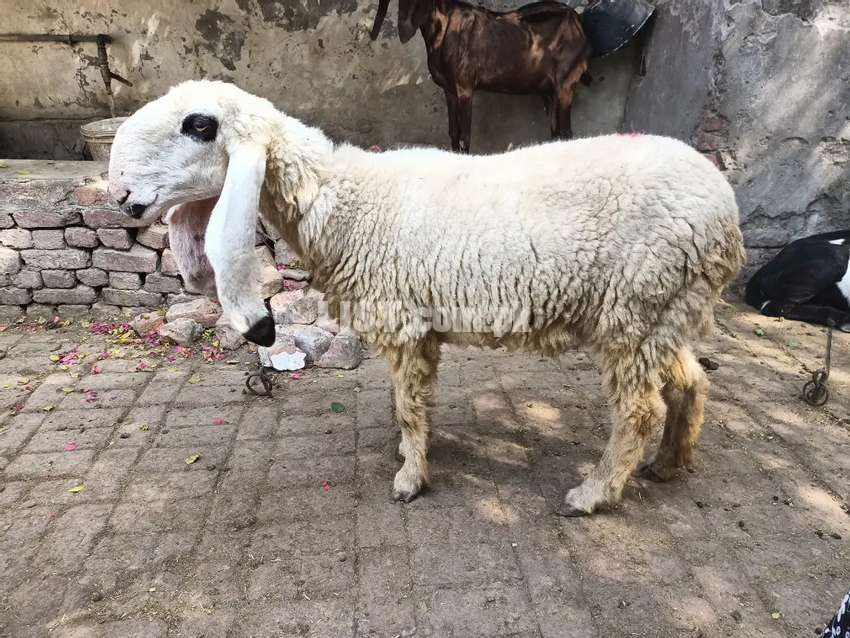 PURE KAJLI FEMALE SHEEP FOR SALE 1 MONTH CROSS