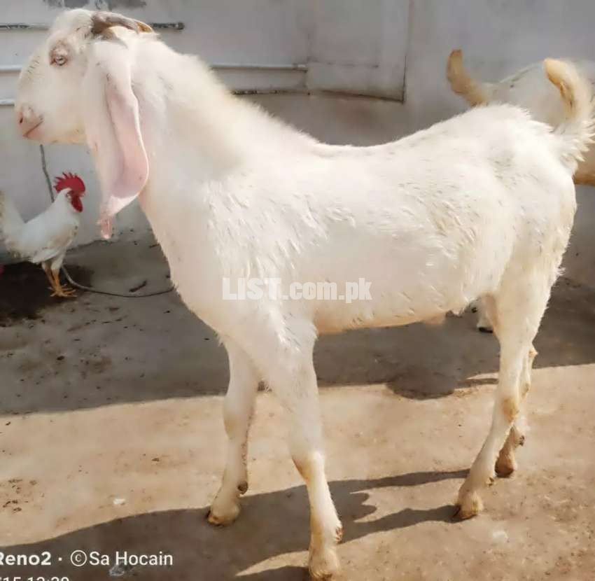 White Goats For Sell