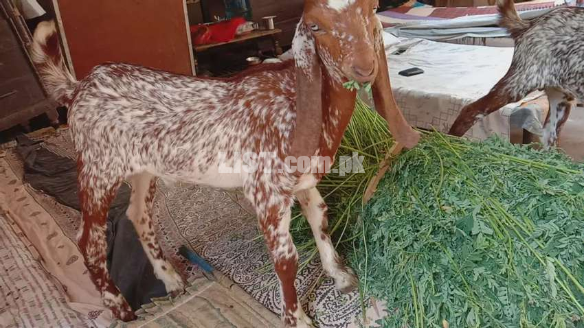 Makhi chanee bacahy for sale