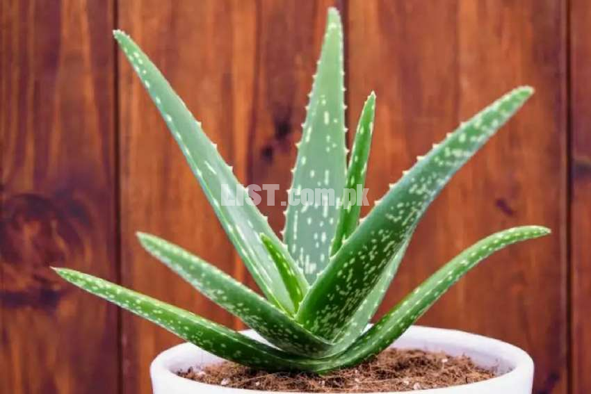 Aloe Vera Plants for Skin Health