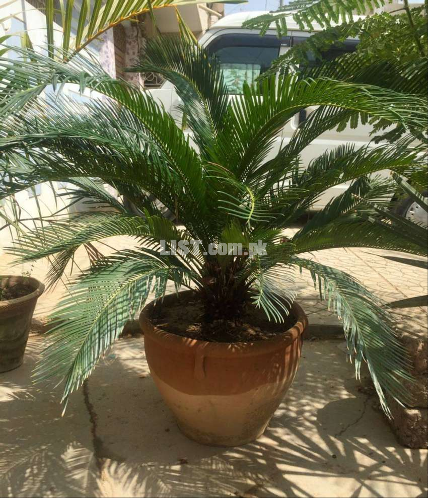 Cycas Palm (Kangi Palm)