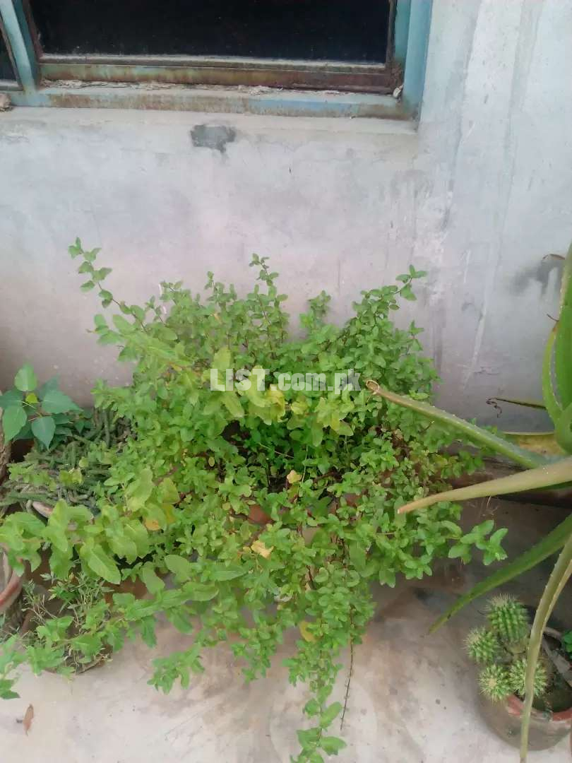 Lushh green freshhh podena plant