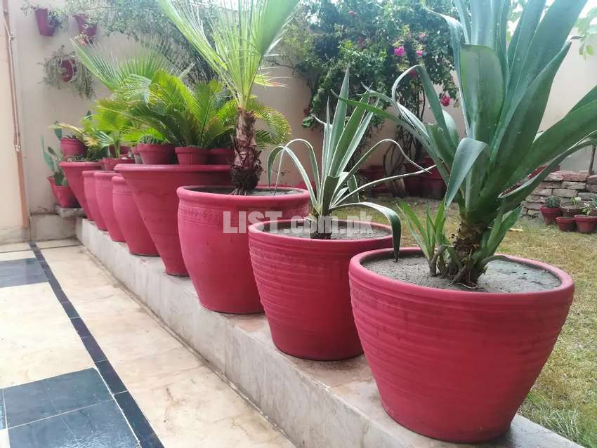 Large potted plants available for sell