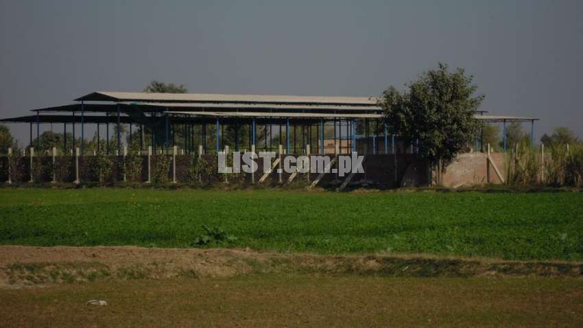 Dairy Farm in Faisalabad for rent