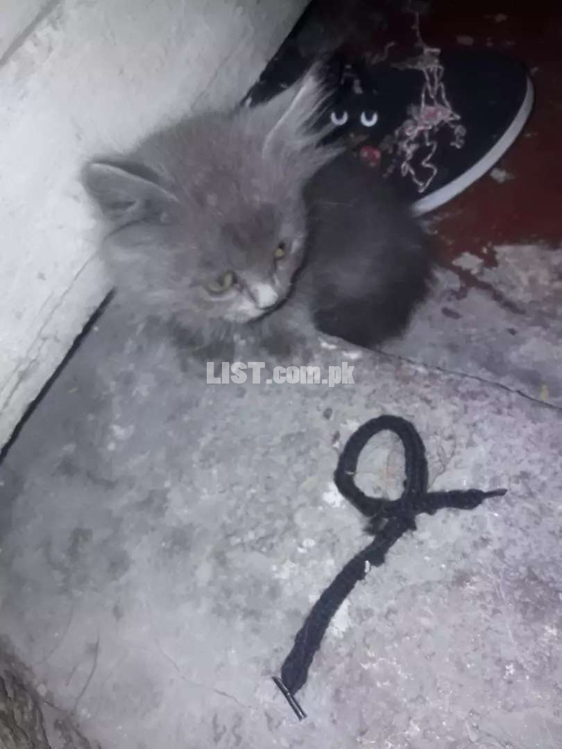 2 Male kitten. 1 gray.1 brown only 6500