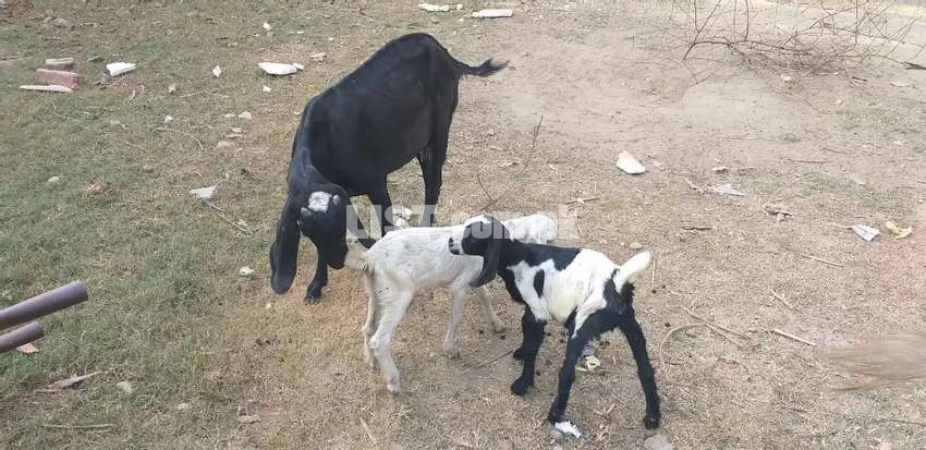 Goat with kids