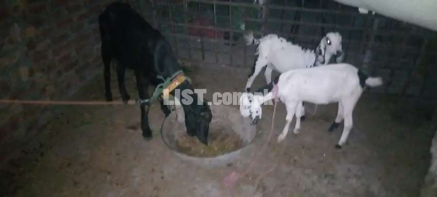 Black goat with 2 female kids for sale urgently