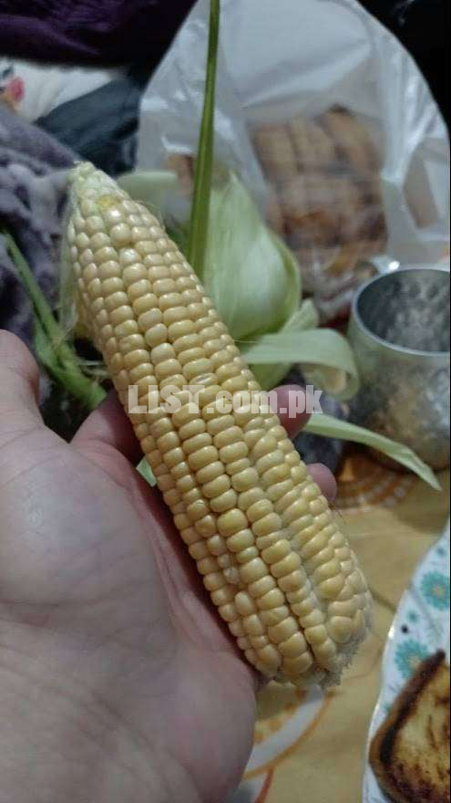 Corn Silage Pit